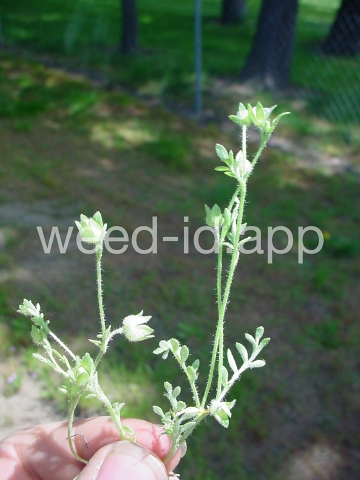 polemonium, annual